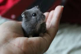Types Of Hamster Toys Your Hamster Will Love | Bechewy