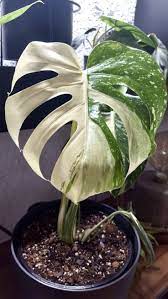 Monstera Thai Constellation Cool Plants Plants Monstera