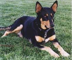 Doberman Husky Mix Google Search Cute Puppies And Kittens Doberman Mix Pet Breeds