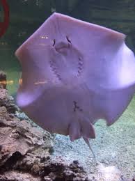 Mewarnai ikan pari b warna. Tripadvisor Bisa Liat Muka Ikan Pari D ØµÙˆØ±Ø© Jakarta Aquarium Safari Ø¬Ø§ÙƒØ±ØªØ§