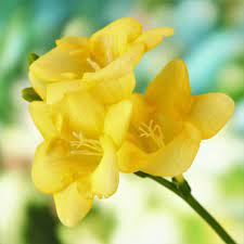 Happy Yellow Single Freesia Bulbs For Sale Online Fragrant Easy To Grow Bulbs