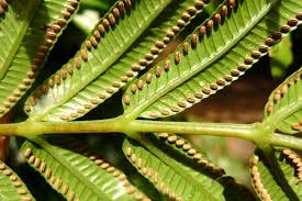 Image result for Ptisana salicifolia