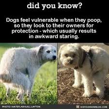 Pin By Nitza I Marin On Animaux Dog Facts Dogs Dogs Pooping