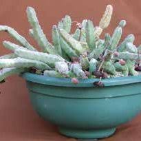 Image result for Tridentea marientalensis