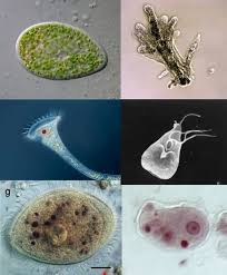 Sep 29, 2019 · 22b amoeba proteus with 10x lens uaf center for distance. Protozoa Explained Microscope Clarity