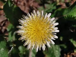 Image result for Sonchus dregeanus