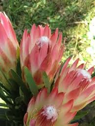 Image result for Protea rupestris