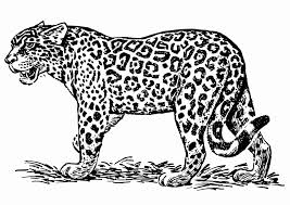 We did not find results for: Jaguar Coloring Pages Best Coloring Pages For Kids