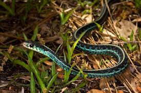 Check spelling or type a new query. Florida Nature Facts 156 Garter Snakes Florida Nature Photography