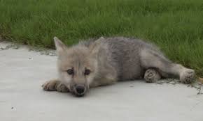 Trung Quốc nhân bản sói Bắc cực đầu tiên trên thế giới