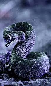 500+ wobbly life rangdoll guide. Free Cobra Snake Live Wallpaper Apk Download For Android Getjar