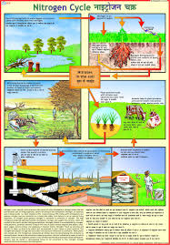 Buy Nitrogen Cycle Chart Book Online At Low Prices In India