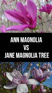 Ann Magnolia Vs Jane Magnolia Tree Who Blooms Better Video Jane Magnolia Tree Magnolia Trees Magnolia Tree Landscaping
