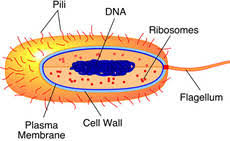 The Three Domains Of Life Astrobiology Magazine