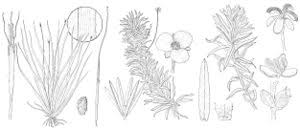Image result for Blyxa aubertii