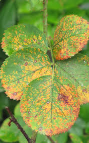 Rust is often a problem with roses, but can also attack carnations. How To Get Rid Of Rust Kings Plant Doctor