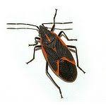 Brookdale stevens point is very good and clean. Pest Control Service In Janesville Wi Free Inspections