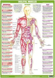 Skeletal Muscles Anterior