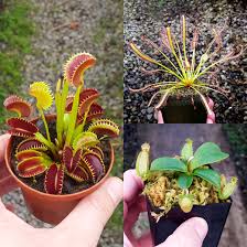 Image result for Drosera dielsiana