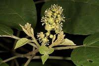 Image result for Croton steenkampianus