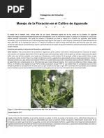 Image result for Schizochilus sulphureus