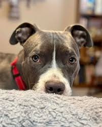 Wags 2 Wishes Animal Rescue... - Wags 2 Wishes Animal Rescue