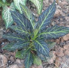 Image result for Gynura pseudochina