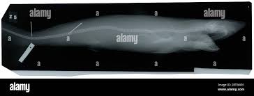 Image result for Isodon ramosissimus