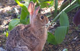 It is believed that rabbits detest the scent of both alyssum and marigolds can keep rabbits away from your plants. Is My Rabbit Fence Useless Big Blog Of Gardening