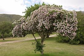 Image result for Dais cotinifolia