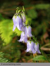 Image result for Campanulaceae