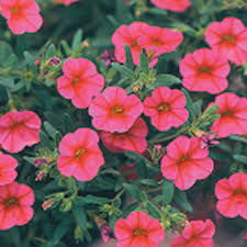 Image result for foto Million Bells