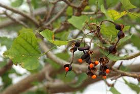 Image result for Erythrina lysistemon