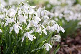 Back to main garden plants flower seeds flower bulbs & tubers plants for pollinators. Three Tips For Growing Snowdrops Bbc Gardeners World Magazine