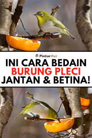 5 Perbedaan Pleci Jantan Dan Betina Yang Perlu Kamu Ketahui Betina Burung Pembentukan Tubuh