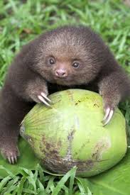 Yavru Tembel Hayvan Sloth Yavru Tembel Hayvan Tembel Hayvan Hayvan