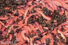 Selling red wigglers for vermicomposting, worm tea, organic fertilizer and even eating your green garbage. Red Wigglers For Sale 142703 Other Animals In Peshawar Dealmarkaz Pk