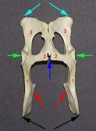 The pelvis supports the muscles that balance and move the trunk, hips, and legs (2). Cat Pelvic Girdle Diagram Quizlet