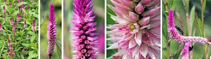 The wheat head forms at the top of each stem of the plant. Wheat Celosia Celosia Spicata Wisconsin Horticulture