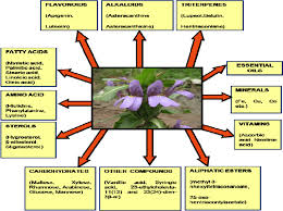 Image result for Hygrophila schulli