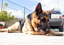 We did not find results for: I Hit A Dog With My Car What Am I Legally Required To Do Pethelpful