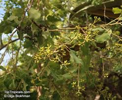 Image result for Eucalyptus torelliana