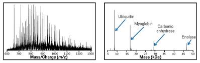 How a mass spectrometer works. Charge Detection Mass Spectrometry Measures Molecular Structures Too Big For Regular Mass Spec