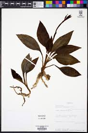 Image result for Habenaria macrandra