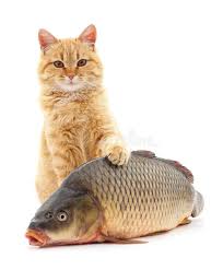 Cat And Fish Cat And Fish On A White Background Sponsored Fish Cat Background White Ad Cat Background Free Cats Image Of Fish