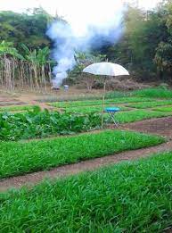 ค ดมาให ด 100 ไอเด ยแปลงปล กผ กสวนคร ว สวยๆ แบบประหย ดพ นท แบบเกษตรพอเพ ยง กระบะปล กผ ก ปล กผ กหล งบ าน สวนชนบท