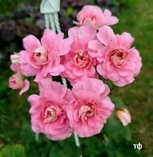 Image result for Coptosperma neurophyllum