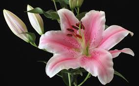 We did not find results for: Wallpaper Light Pink Lily Flower Close Up Black Background 1920x1200 Hd Picture Image