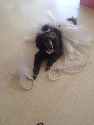 Maybe you would like to learn more about one of these? For Pet S Sake Grooming Boarding 22323 Loop 494 Kingwood Tx 77339 Yp Com