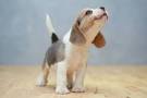 Puppies For Sale | PuppySpot